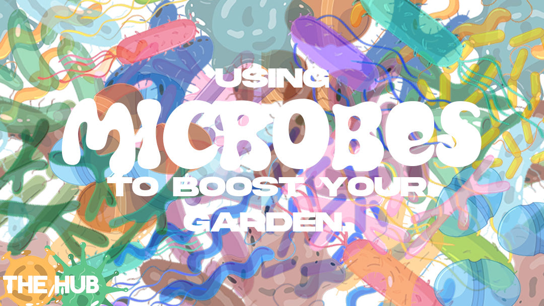 Using Microbes To Boost The Garden!