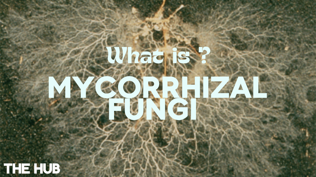 What is mycorrhizal fungi in big text, laid over a cross section image of roots