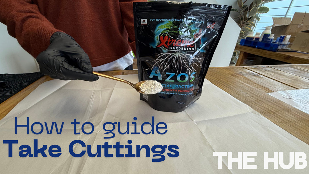 How To Take Cuttings