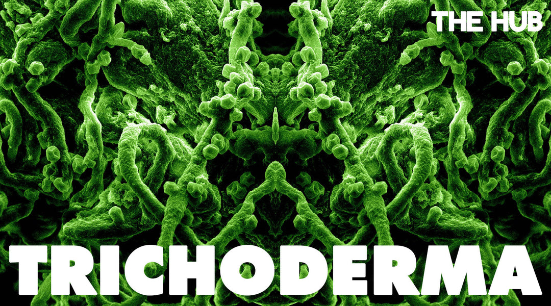 Why You Should Be Using Trichoderma Fungi Garden
