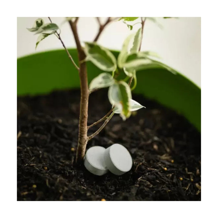 MoorGreen - Easy Feed Tree & Shrub Slow Release Tablets (40)