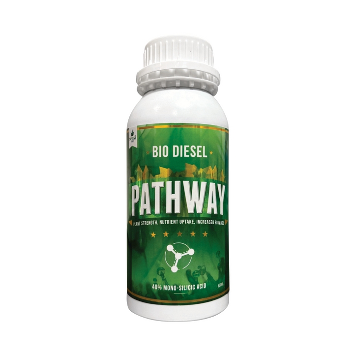 Bio Diesel - Pathway