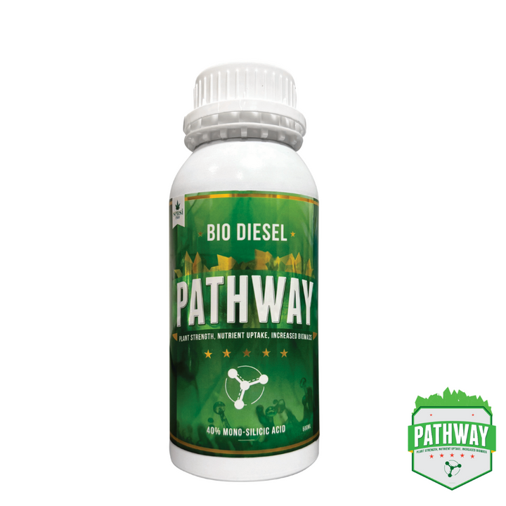 Bio Diesel - Pathway