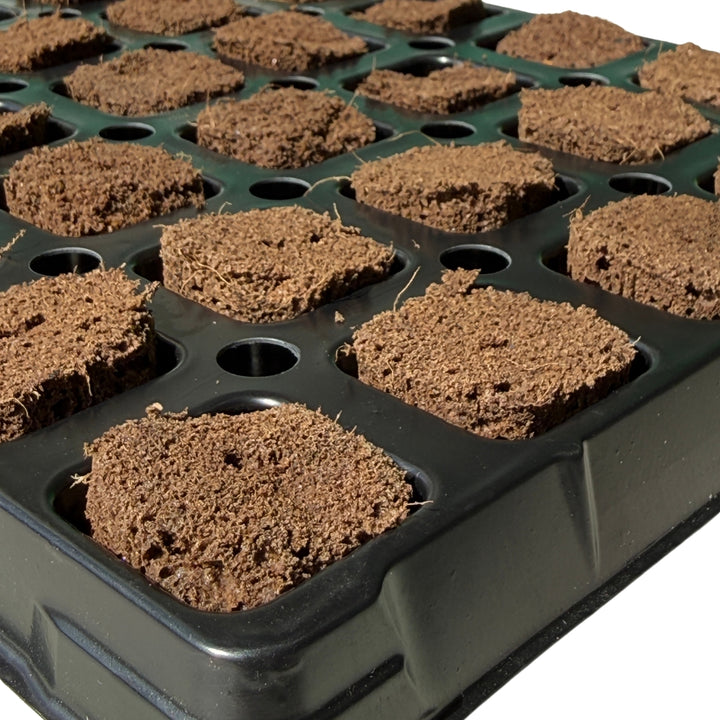 Green Culture - 'Prop Tray' Propagation Tray