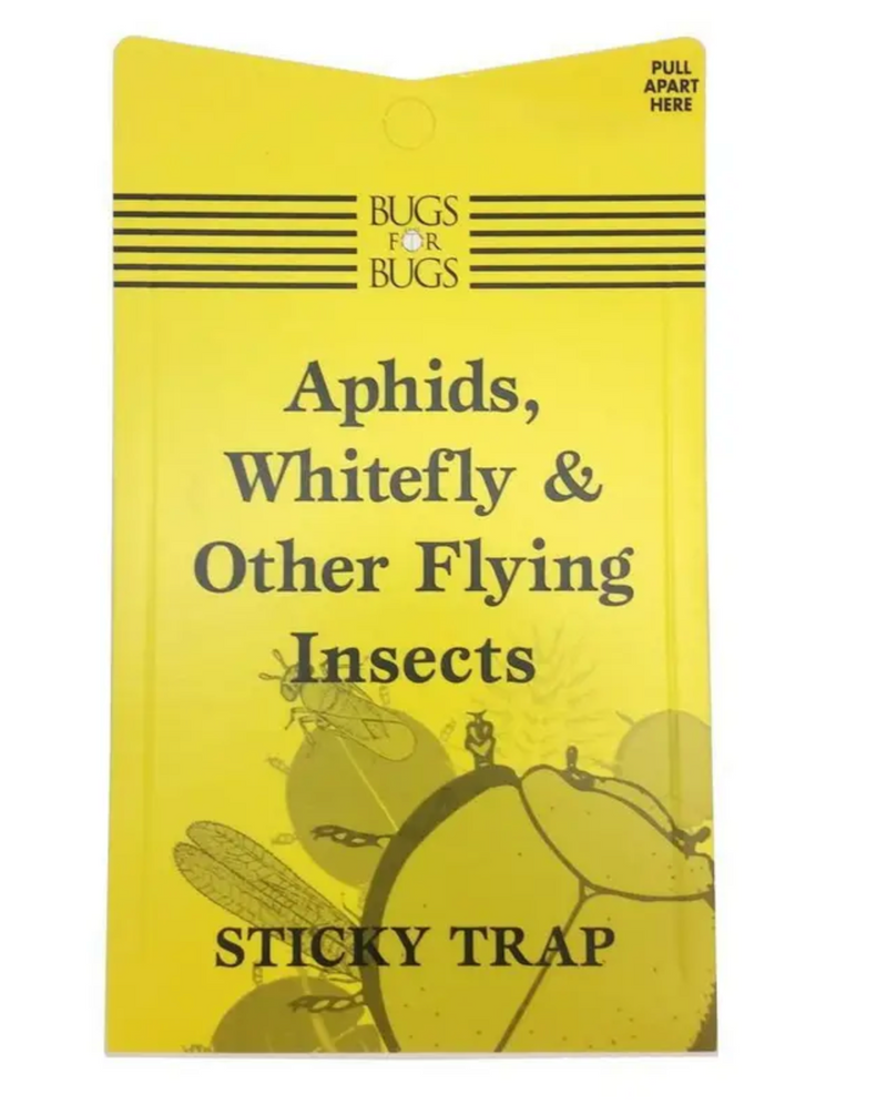 Yellow Sticky Trap x5 Pack